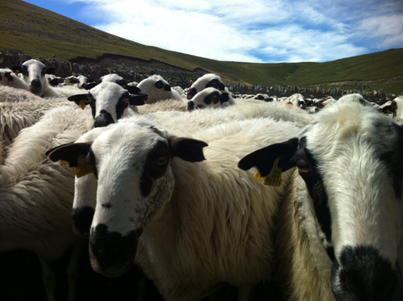 Los ganaderos del entorno de Ordesa protagonistas en la elaboración del Plan de ordenación pastoral en favor de la ganadería extensiva