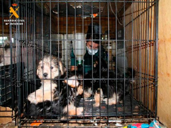 Más de mil solicitudes de adopción para los perros rescatados en Maella