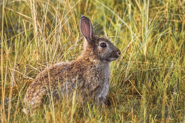 Publicado el Plan de Caza de Aragón con importantes novedades en cuanto a la caza del conejo