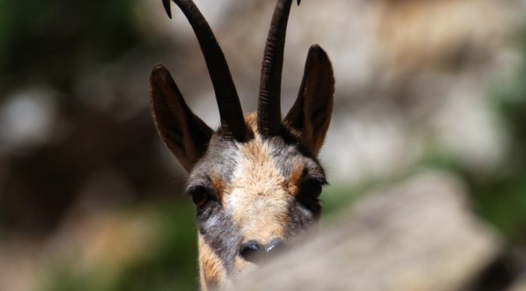 La Reserva Biosfera Ordesa-Viñamala pone en marcha www.faunapyr.eu