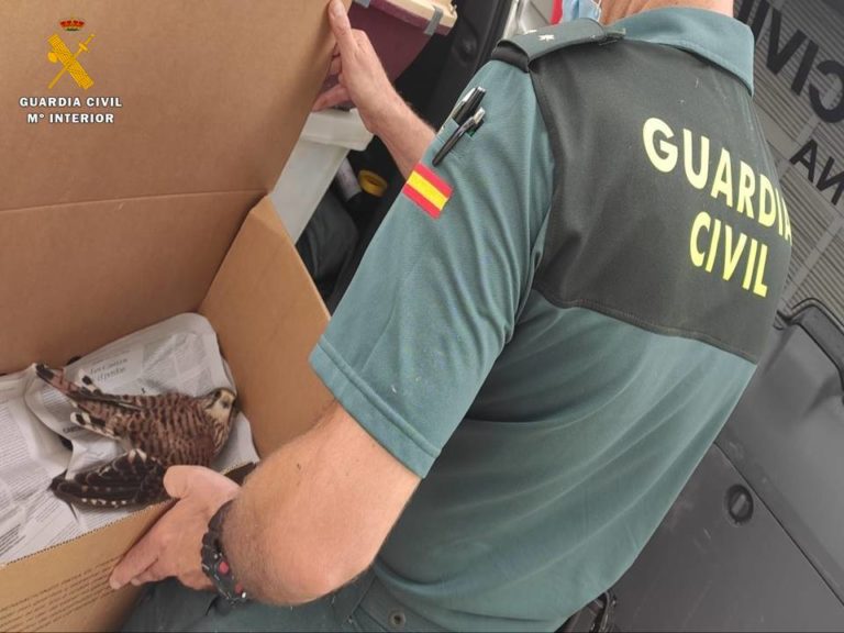 El SEPRONA de la Guardia Civil rescata una cría de Águila Real y un cernícalo cómun