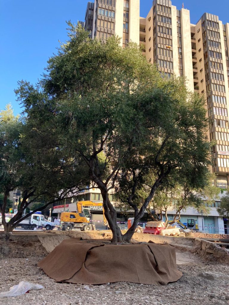 Preparados los olivos de la Plaza Salamero para su trasplante