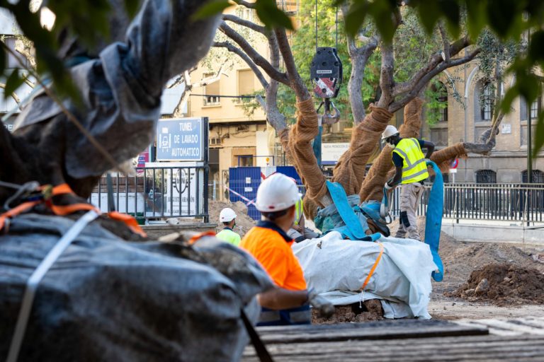 Los once olivos de la plaza de Miguel Salamero se retiran bajo un estricto protocolo de trasplante