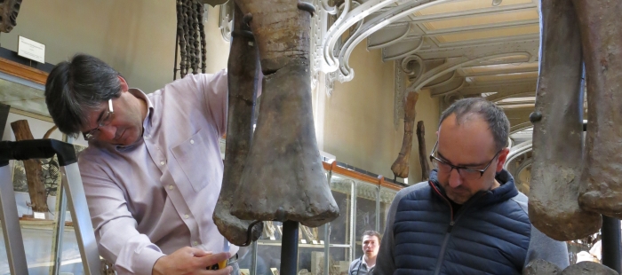 Paleontólogos de Dinópolis identifican un segundo dinosaurio gigante en Riodeva