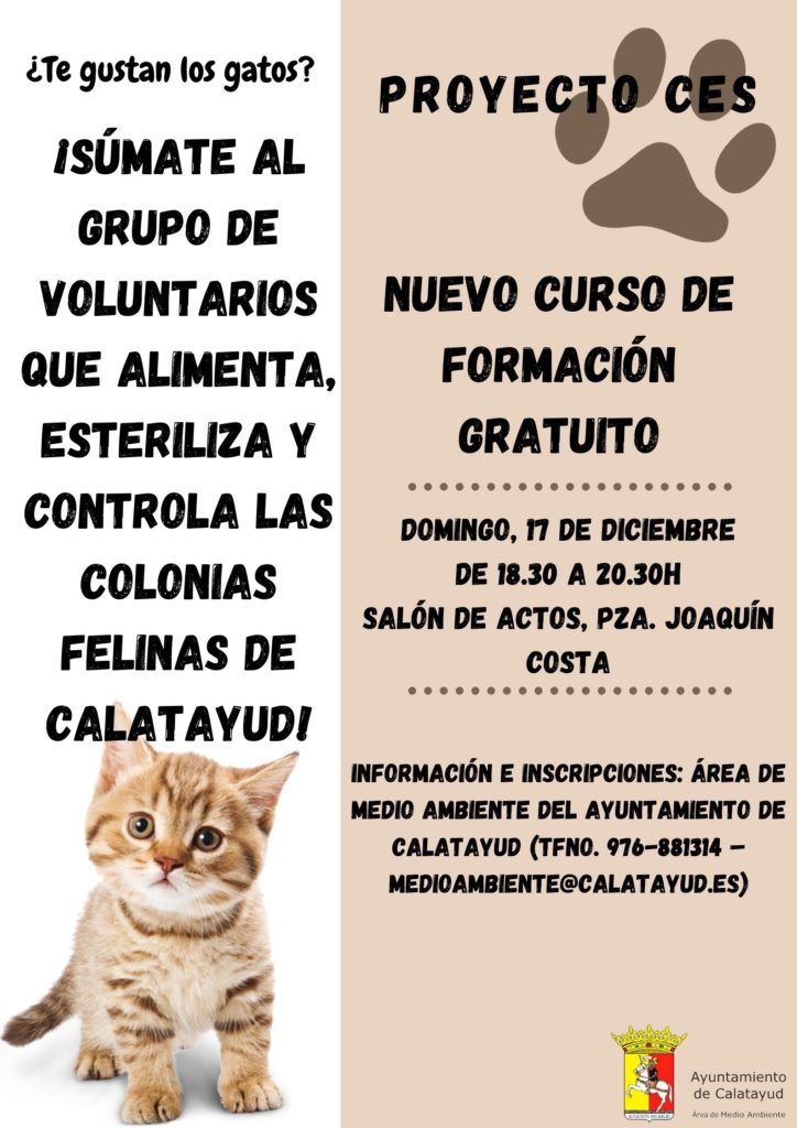 ¿Te gustan los gatos