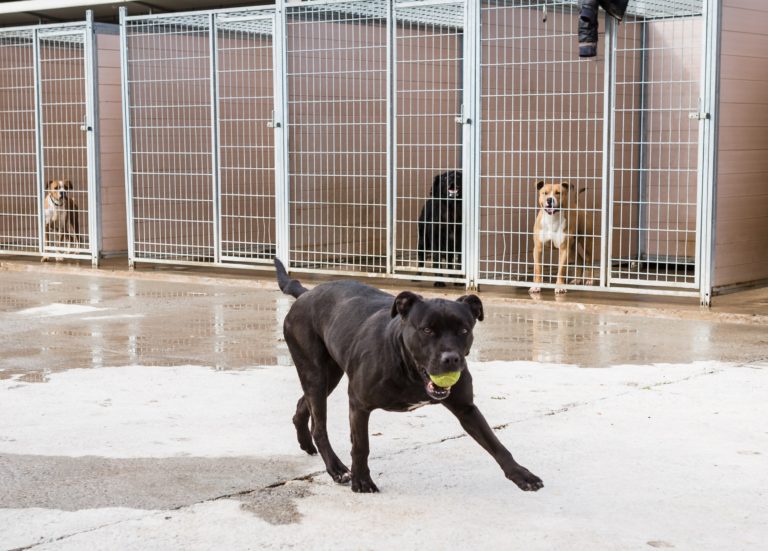 La Diputación de Zaragoza busca un hogar para una veintena de perros que llevan hasta cinco años en su centro de protección animal