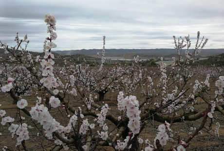 El CITA investiga la resiliencia de frutales en la región mediterránea ante el cambio climático