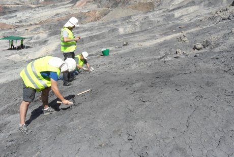 Plumas de dinosaurio y pelos de mamífero del Cretácico de Teruel aportan nuevas claves sobre la conservación de restos de vertebrados en ámbar