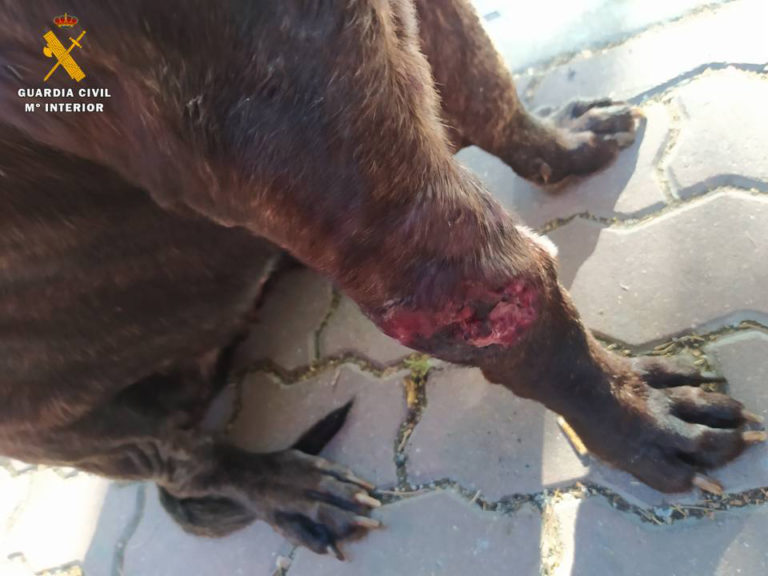El SEPRONA de la Guardia Civil  de Caspe investiga a una persona por un delito de maltrato animal