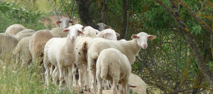 El CITA participa en nueve Grupos de Cooperación del Programa de Desarrollo Rural