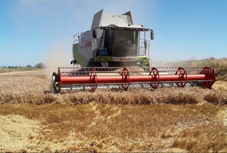 Nace una plataforma digital para vender y comprar cereal ecológico