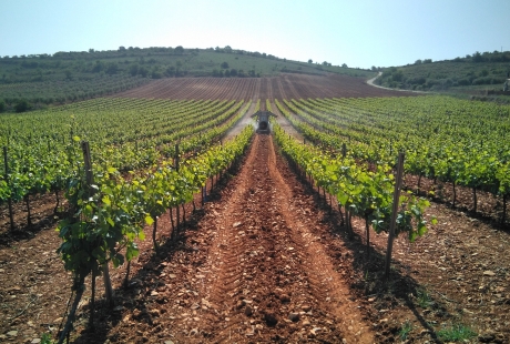 El proyecto europeo Grapevine ayudará a digitalizar el sector agroalimentario aragonés