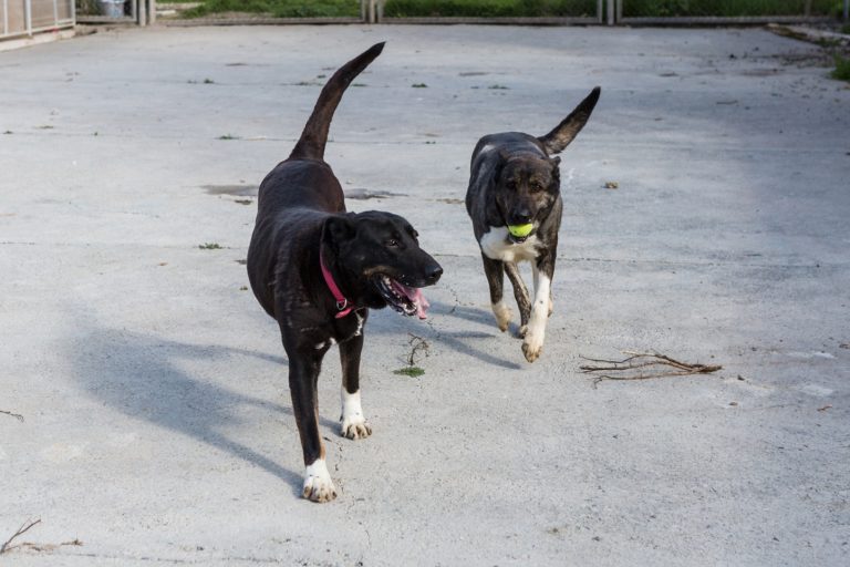 El centro de protección animal de la Diputación de Zaragoza atendió en 2020 a 164 perros