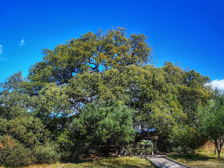 La Carrasca Milenaria de Lecina se convierte en el Árbol Europeo del Año 2021