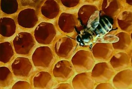 El Gobierno de Aragón incrementa las ayudas a la apicultura un 73% en 2021