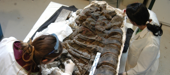 Paleontólogos de Dinópolis ofrecen nuevos datos sobre los restos de un dinosaurio encontrado en Aliaga