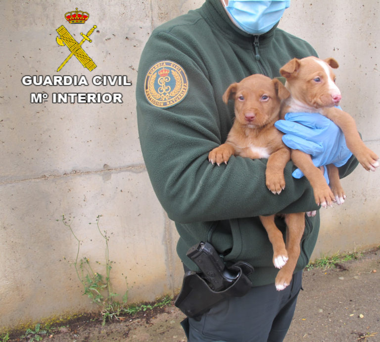 La Guardia Civil de Teruel investiga a una persona al abandonar a unos cachorros de perro en un contenedor de basura en Celadas