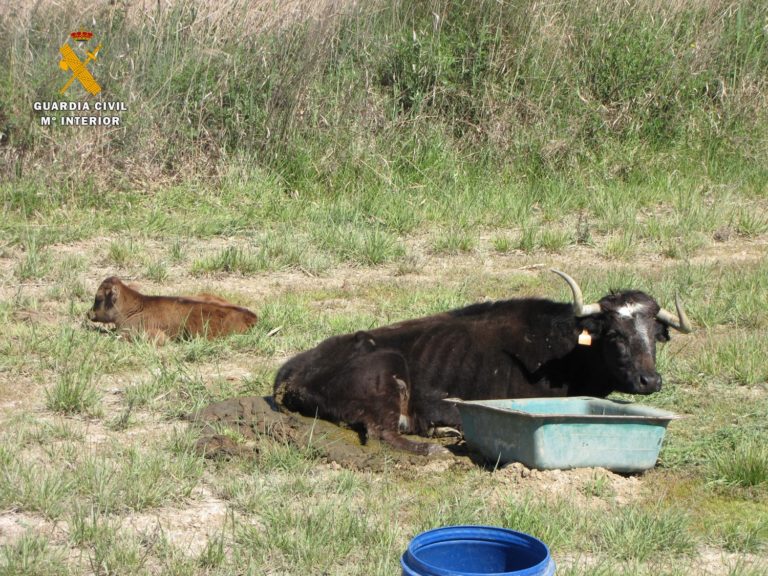 El SEPRONA de la Guardia Civil investiga a un ganadero como supuesto autor de un delito de abandono animal