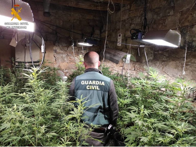 La Guardia Civil incauta más de 200 plantas de marihuana en Nonaspe