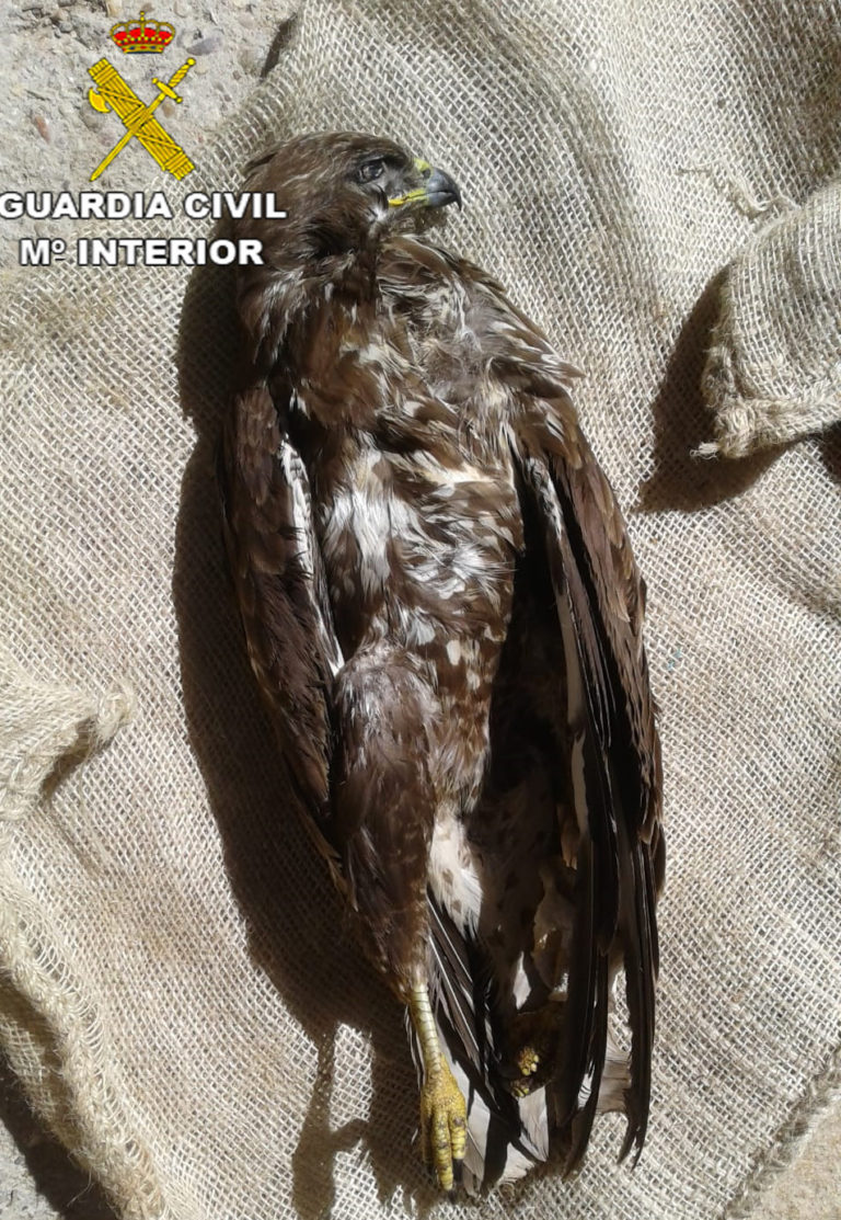 La Guardia Civil de Teruel investiga a tres personas como presuntas autoras de un delito contra la flora, fauna y animales domésticos en una localidad cercana a Castellote