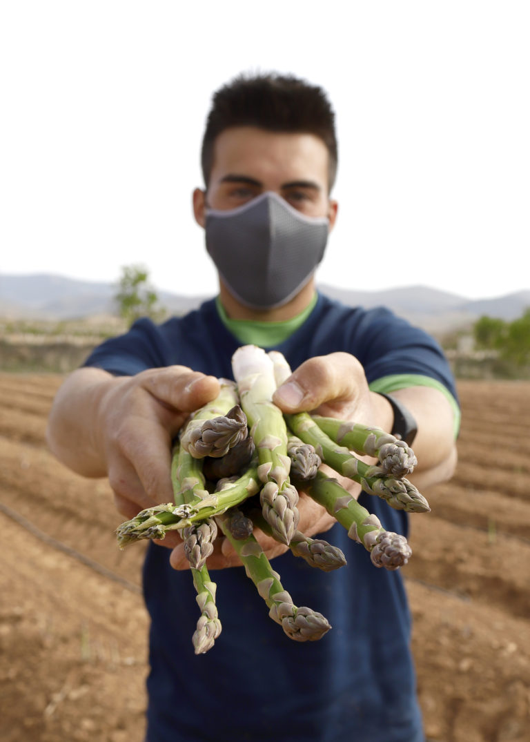 Aniñon se lanza al cultivo de espárrago verde