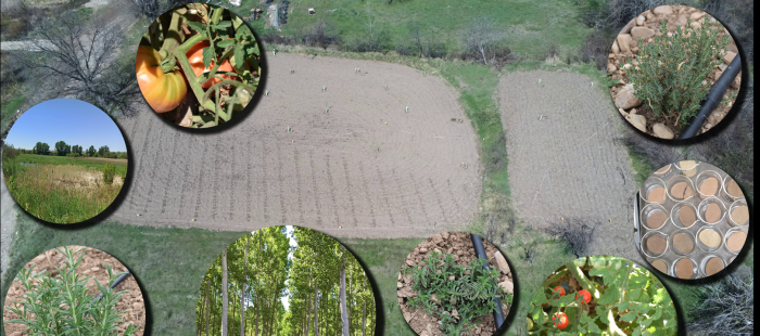 El CITA organiza una exposición con productos hortícolas de parcelas abandonadas y recuperadas