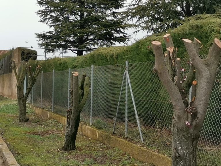 CHA advierte de un “exceso de poda” en algunos pueblos de Ejea de los Caballeros por segundo año consecutivo