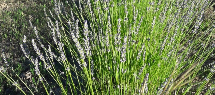 El proyecto Formación para promover nuevas ocupaciones en el sector forestal y rural (FoRuO) iniciará el 14 de junio los cursos de formación dedicados a las plantas aromáticas y medicinales