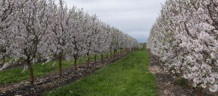 La cosecha del almendro en Aragón se complica por el clima extremo