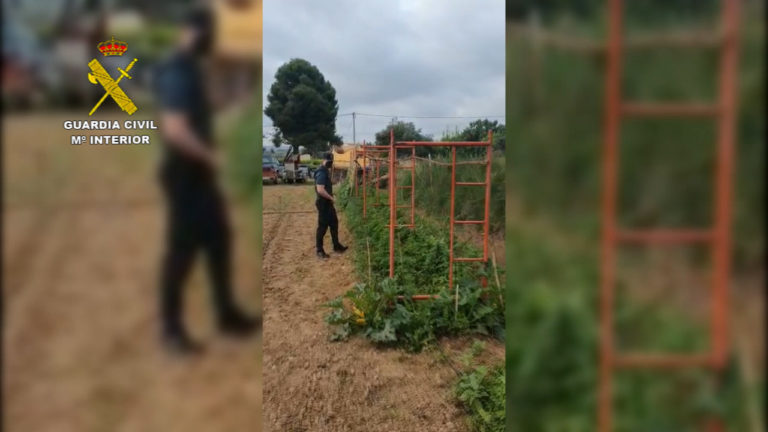 La Guardia Civil detiene a una persona como presunta autora de un delito contra la salud pública por cultivo de marihuana