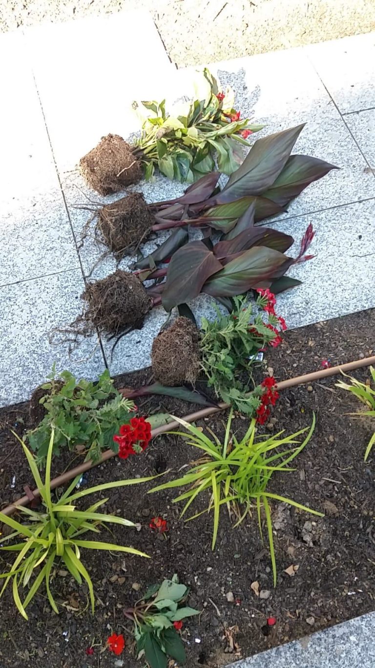 Vandalizan durante el fin de semana los elementos florales de la Plaza de Santa Engracia