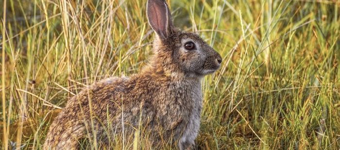 El Plan General de Caza 2021-2022 aboga por la simplificación de los trámites administrativos, el mantenimiento de la sostenibilidad de las especies cinegéticas y el control de los daños agrícolas