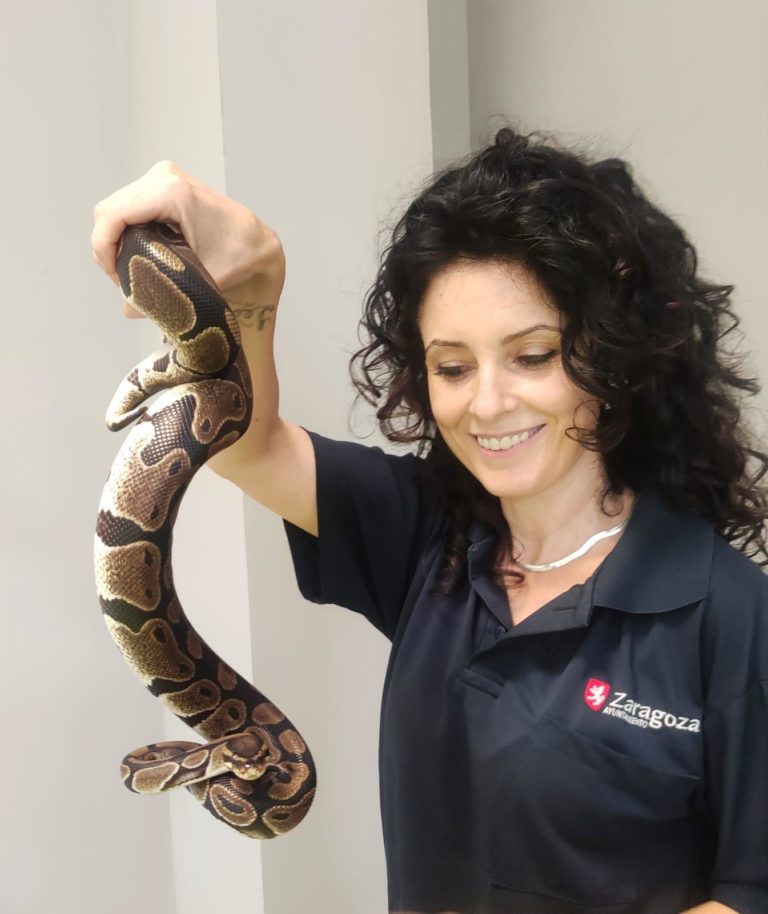 Entregadas al acuario dos serpientes pitón capturadas en Zaragoza
