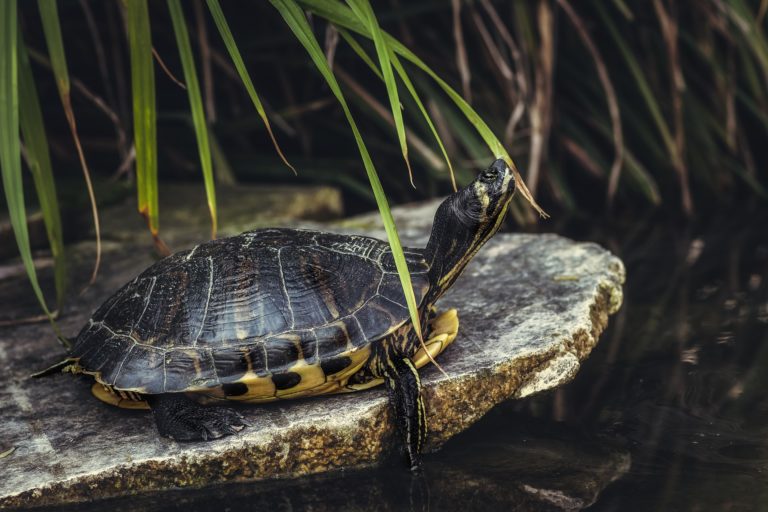Tortugas «marinas» desovaban en Sobrarbe hace 42 millones de años