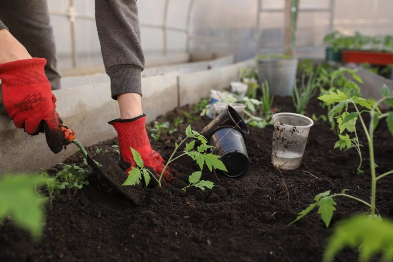 Alimentación ecológica y sostenible, ¿en casa? ¡Ahora es posible!