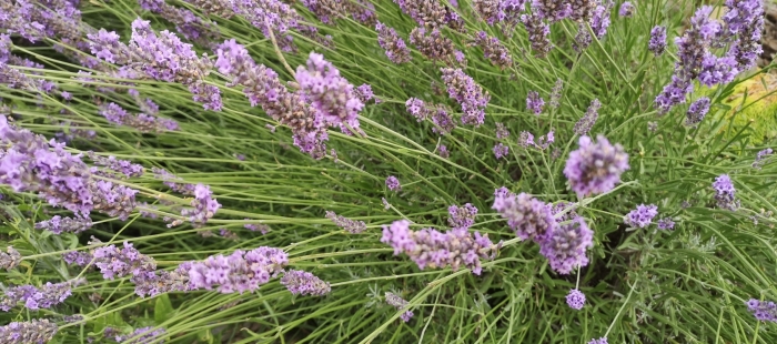 El CITA pone en marcha un proyecto para la siembra de plantas aromáticas en zonas áridas de Aragón