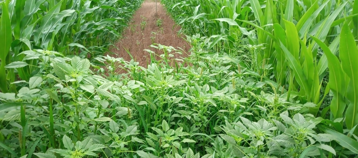 El CITA coordina un proyecto para el control de la mala hierba Amaranthus palmeri
