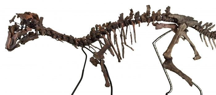 Los dinosaurios ornitópodos pudieron haber sido tan listos como sus parientes carnívoros