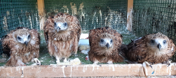 Los milanos reales nacidos en cautividad en Aragón reforzarán las reducidas poblaciones de esta especie en Andalucía