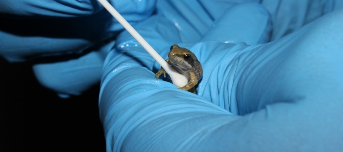 El Gobierno de Aragón y el Acuario de Zaragoza consiguen criar 250 ejemplares de rana pirenaica