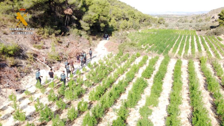 Desmantelada en Zaragoza una macroplantación de marihuana al aire libre