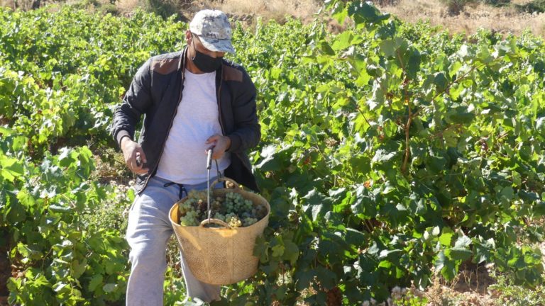 Arranca la vendimia en la denominación de origen protegida Cariñena