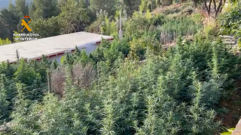La Guardia Civil de Teruel detiene a dos personas e incauta más de 590 plantas de marihuana en Puertomingalvo