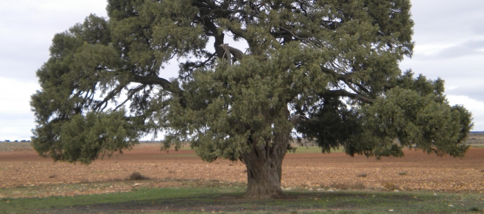 El Gobierno de Aragón apoya la candidatura de la Sabina Milenaria de Blancas para que se convierta en Árbol Europeo 2022