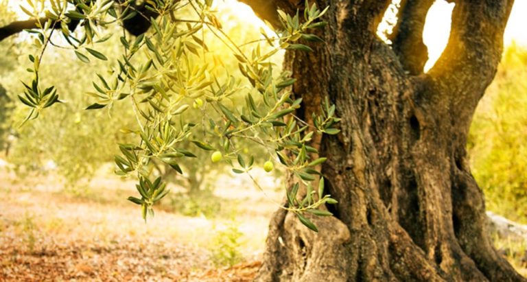 Ciudadanos pide proteger y poner en valor los olivos milenarios de Aragón
