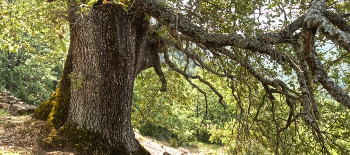 Un roble de 500 años en Asín de Broto, una sabina en Monegros y un tejo en Biescas declarados árboles singulares