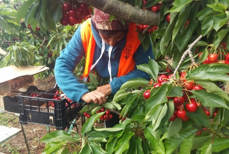 La Inspección de Trabajo cuadruplicó sus controles durante la campaña agrícola para evitar la expansión del Covid
