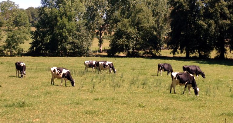 Investigadores de CITA presentan seis trabajos en el 74 Congreso Anual de la Federación Europea de Ciencia Animal