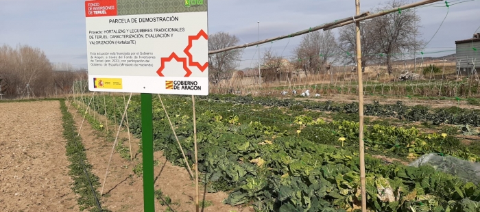 El CITA investiga cómo orientar la promoción de las hortalizas de variedades tradicionales