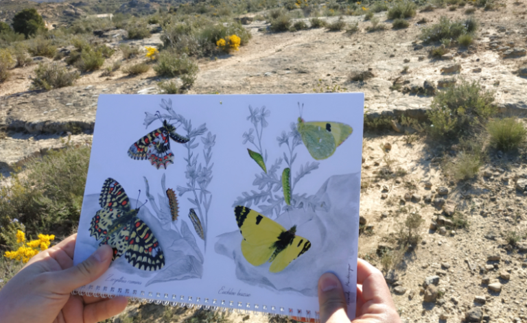 La azufrada ibérica, una de las mariposas más amenazadas de Europa, goza de protección en Aragón